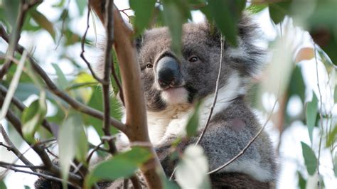 French Island National Park, Attraction, Mornington Peninsula, Victoria ...