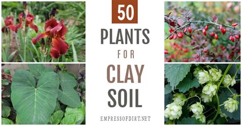 50 Plants for Clay Soil (Flowers, Shrubs, and Trees)