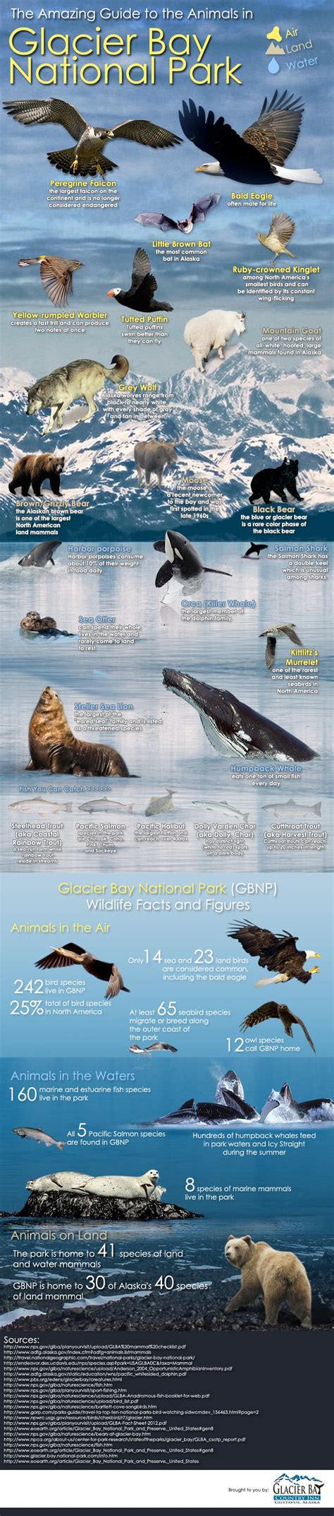 Glacier Bay National Park Animals Guide | Animals of Glacier Bay AK