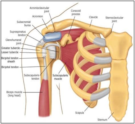 Rotator cuff anatomy : Biological Science Picture Directory – Pulpbits.net