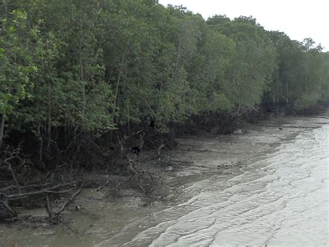 Adaptations of Mangrove Trees