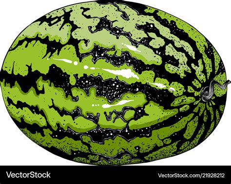 Hand-drawn sketch of watermelon in color isolated Vector Image