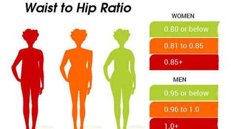 Ways To Measure Visceral Fat - SuccessYeti