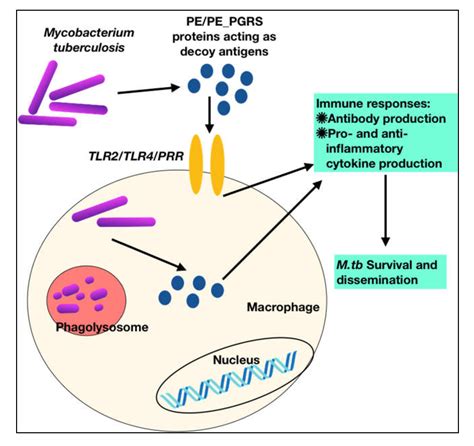 The Genus Mycobacterium Includes Species Responsible for ...