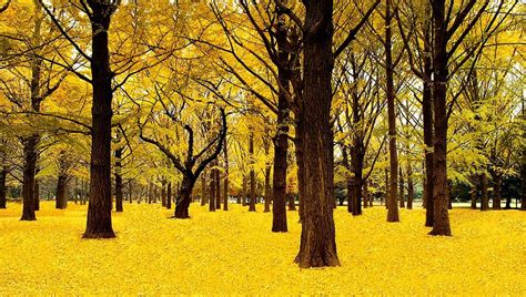 Ginkgo Trees In Autumn Photograph by Movie Poster Prints - Fine Art America