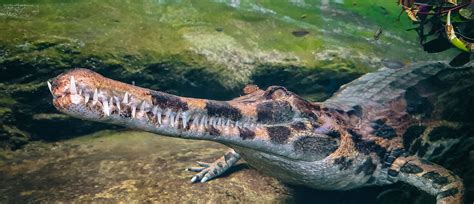 Sunda gharial crocodiles arrive at Auckland Zoo | Auckland Zoo News