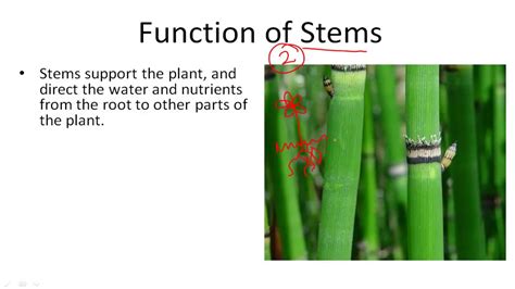 Function Of Stem In Plants - Plant Ideas