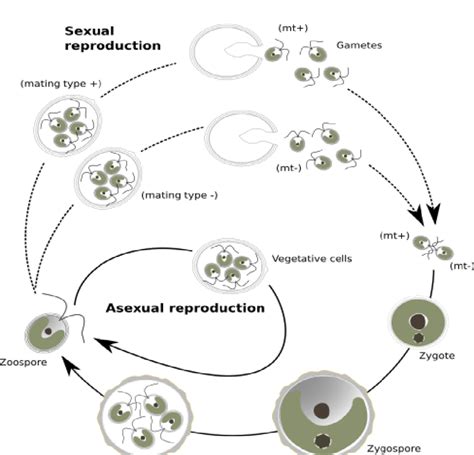 Life cycle of Chlamydomonas reinhardtii with the different cell stages ...