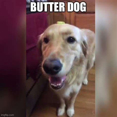 Butter dog : r/okbuddyxander