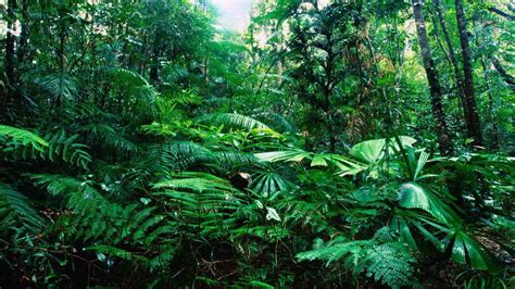 Tropical Rainforest Wallpapers - Wallpaper Cave