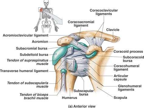 Shoulder Tendons And Ligaments Diagram Shoulder Ligament Ana