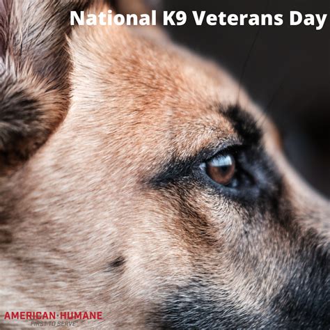 Support Your Four-Legged Veterans on National K9 Veterans Day ...