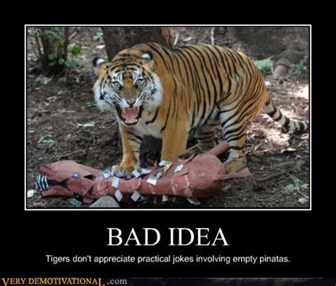 BAD IDEA | Funny cats, Funny, Animals amazing