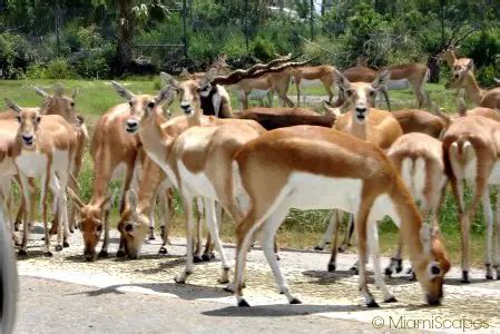 Lion Country Safari Animals