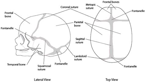 Table: Sutures of the Skull - MSD Manual Consumer Version