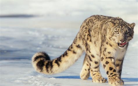 Panthera uncia - leopardo de las nieves o irbis | Snow leopard, Wild ...