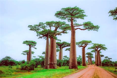 Avenue of the Baobabs, Madagascar. The national tree of Madagascar ...