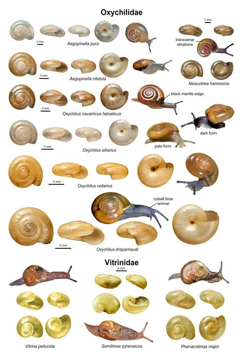 An Illustrated Guide to the Land Snails of the British Isles | NHBS ...