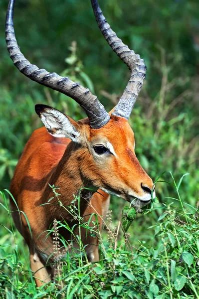 Impala antelope — Stock Photo © baloss74 #3447294