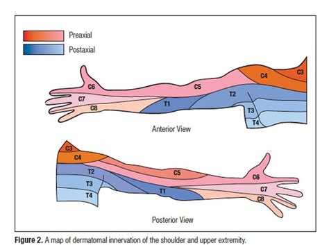 Cervical Nerves Innervation