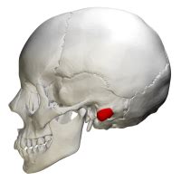 Mastoid Process - Location, Function and Pictures