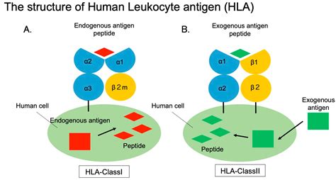 IJMS | Free Full-Text | The Role of Major Histocompatibility Complex in ...