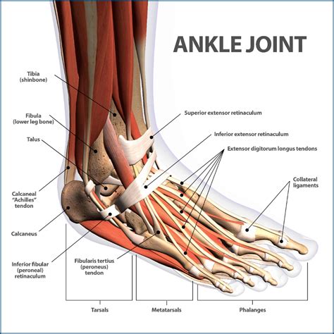 Pin on Anatomy