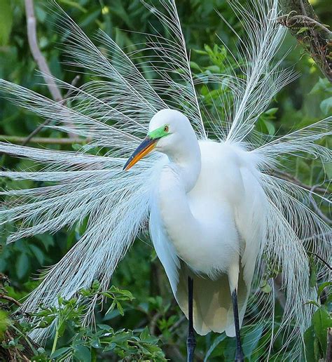 Pin by Steve Caudell on Florida birds | American indian culture, White ...