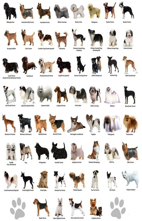 The Dog Different Dog Breeds Infographic Chart 18"x28" (45cm/70cm ...