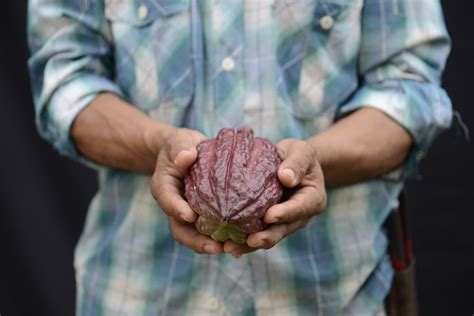 Colombia – Cacao Producer - Food and Land Use Coalition