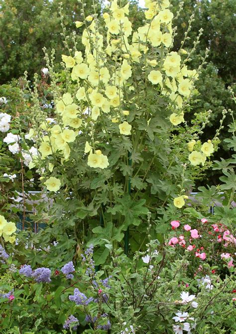 Alcea rugosa “Fig-Leaved Hollyhock”