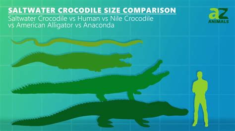 Alligator vs. Crocodile: 6 Key Differences and Who Wins in a Fight (2022)