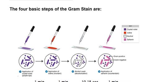 Gram staining techniques - YouTube