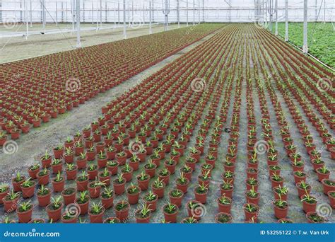 Cultivation of Indoor Plants in a Dutch Greenhouse Stock Photo - Image ...