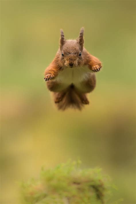 Jumping Red Squirrel | Squirrel funny, Animals, Funny animals