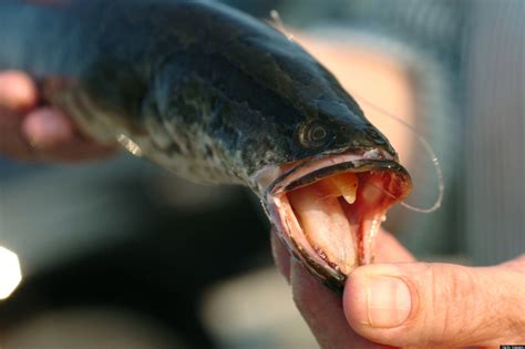 Northern Snakehead Fish, Invasive Species, May Not Be As Bad As ...