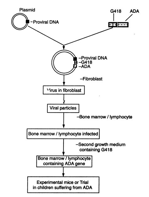 Methods of gene transfer - Genetic Engineering