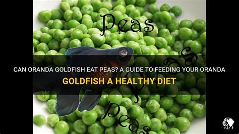 Can Oranda Goldfish Eat Peas? A Guide To Feeding Your Oranda Goldfish A ...