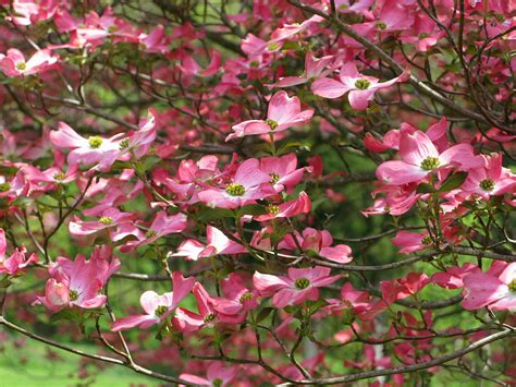 Dogwood Pink Flowering Tree | Flowers| Free Nature Pictures by ...