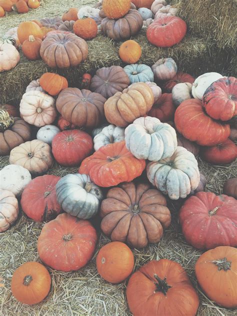 Free Images : food, produce, vegetable, pumpkin, halloween, gourd ...