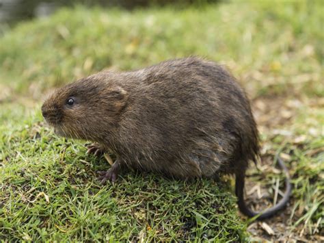 How to Get Rid of Voles: Vole Control Info - PestWorld