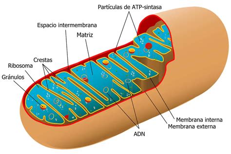 ¿QUÉ ES LA MITOCONDRIA?