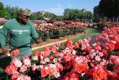 Romantic Flowers: Rose Garden