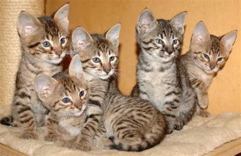 TICA’s Savannah Breed Section | Savannah Cat Breed | Official Savannah ...