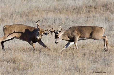 Whitetail Bucks Fighting | whitetail deer | Whitetail Deer fighting # ...