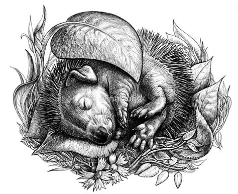 "Baby hedgehog sleeping" by elinakious | Redbubble