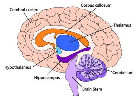 Brain Facts: Important Parts of the Brain