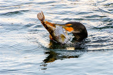 Fishing Cormorant - Michael McAuliffe Photography