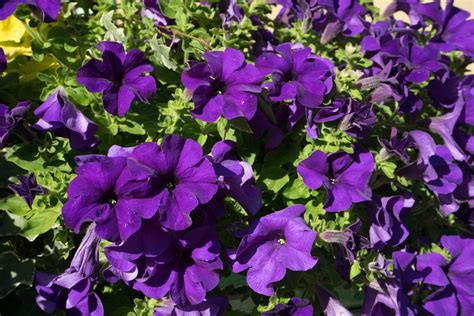 Popular Purple Petunia Cultivars – Growing Petunias That Are Purple ...