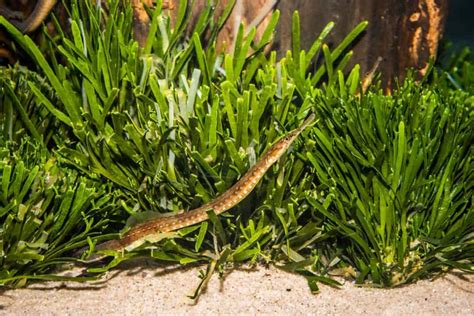 Pipefish: A Complete Care Guide For This Species